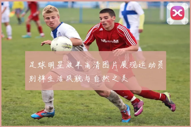 足球明星放羊高清图片展现运动员别样生活风貌与自然之美